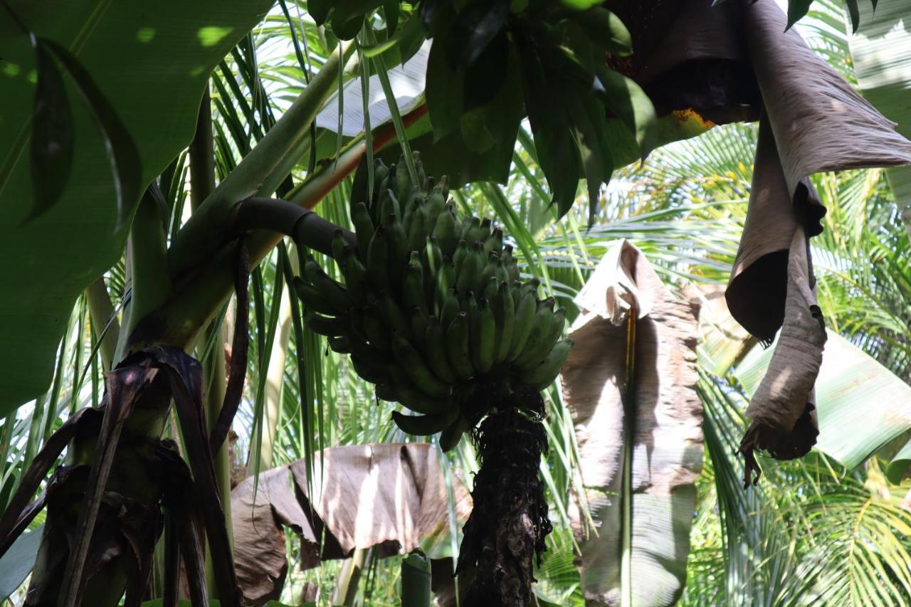Paradise Eco Village Pahoa Dış mekan fotoğraf