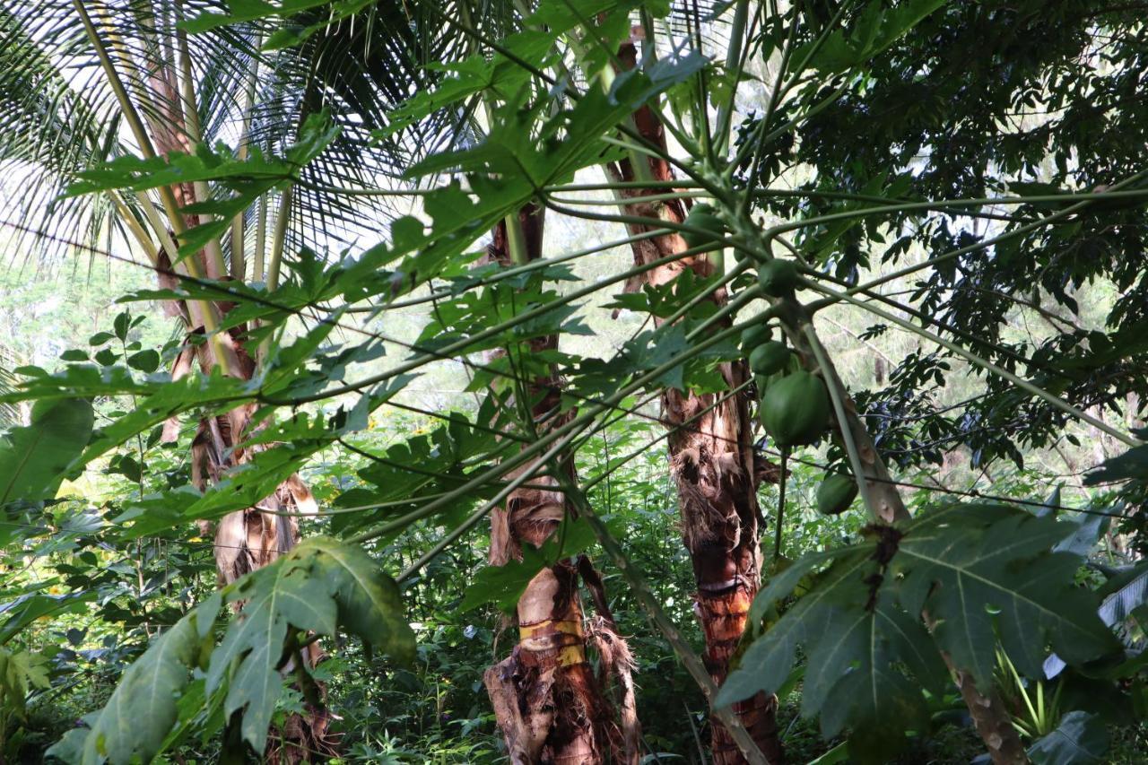 Paradise Eco Village Pahoa Dış mekan fotoğraf