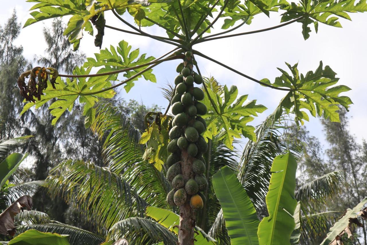 Paradise Eco Village Pahoa Dış mekan fotoğraf